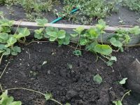 Лот: 25672753. Фото: 2. рассада виктории. Семена, рассада, садовые растения