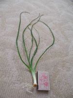 Лот: 8293593. Фото: 2. Кринум каламистратум (crinum calamistratum... Аквариумистика