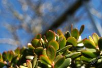 Лот: 1766261. Фото: 3. Asahi Pentax SMC Takumar 50 mm... Красноярск