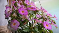 Лот: 9924366. Фото: 2. Ахименес 'Splattered Rainbow'. Комнатные растения и уход