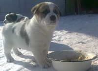 Лот: 4587532. Фото: 5. Среднеазиатская овчарка САО Алабай...