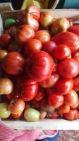 Лот: 10094897. Фото: 3. помидоры свои, красные, ведро... Красноярск