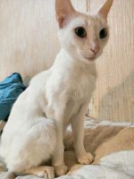 Лот: 16322545. Фото: 5. Белый Котенок (девочка) к лотку...