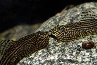 Лот: 6769955. Фото: 2. Севелия разлинованая - Sewellia... Аквариумистика