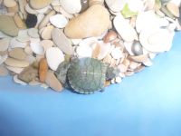 Лот: 6192264. Фото: 3. Красноухая черепашка срочно даром... Растения и животные