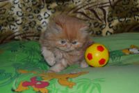 Лот: 4107517. Фото: 6. Котёнок персидский рыжий.