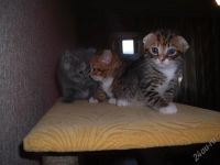Лот: 1144825. Фото: 3. Британские котята. Растения и животные