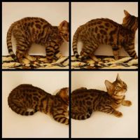 Лот: 4723876. Фото: 6. Бенгальский котенок
