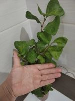 Лот: 25373410. Фото: 6. Фикус треугольный (Триангулярис...