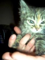 Лот: 1887947. Фото: 2. 4 разных котят отдаются, Смотрите... Животные и уход