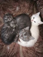 Лот: 4425655. Фото: 4. Шотландские вислоухие и прямоухие... Красноярск