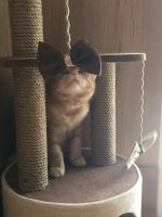 Лот: 8438601. Фото: 2. Новый 100см домик когтеточка для... Животные и уход