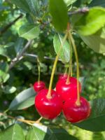 Лот: 25512541. Фото: 12. 3-комн. дача , садоводческое некоммерческое...