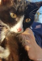 Лот: 18206302. Фото: 4. Котенок. Красноярск