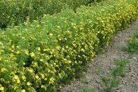 Лот: 9907429. Фото: 3. Курильский чай (Pentaphylloides... Для дачи, дома, огорода, бани, парка
