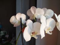 Лот: 17068254. Фото: 2. Орхидея фаленопсис. Комнатные растения и уход