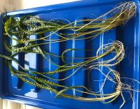 Лот: 15248011. Фото: 6. Криптокорина Балансе Cryptocoryne...