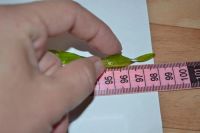 Лот: 7582088. Фото: 4. Валлиснерия спиральная 1 шт. Красноярск