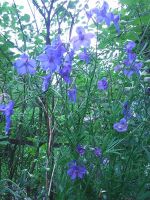 Лот: 11733070. Фото: 2. Дельфиниум Блауер шпигель. Семена, рассада, садовые растения