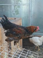 Лот: 10213410. Фото: 4. петух с перьями на коленках:). Красноярск