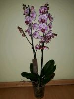 Лот: 12261704. Фото: 2. Орхидея(фаленопсис). Комнатные растения и уход