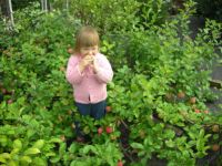 Лот: 5865412. Фото: 2. Саженец яблони крупноплодной Мелба. Семена, рассада, садовые растения