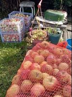 Лот: 25755918. Фото: 2. Сушеные яблоки. Продукты