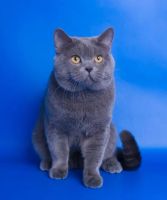 Лот: 8754051. Фото: 6. Британский котенок