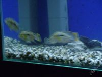 Лот: 2588384. Фото: 4. Аквариум 300л+тумба+рыбы+фильтр... Красноярск