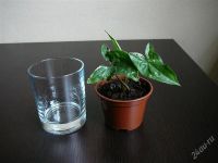 Лот: 1884575. Фото: 2. Сингониум Imperial White. Комнатные растения и уход