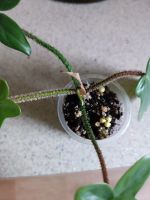 Лот: 25886700. Фото: 2. Филодендрон Чешуеносный. Комнатные растения и уход