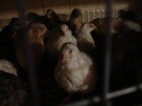 Лот: 14034768. Фото: 2. перепела. Животные и уход