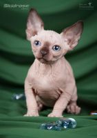 Лот: 6056657. Фото: 2. Срочно малыши Канадского сфинкса... Животные и уход