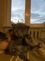 Лот: 4548776. Фото: 4. котята бесплатно! мальчики,девочки. Красноярск