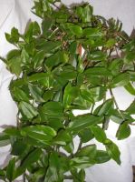 Лот: 9949211. Фото: 4. 2 в 1: молочай беложилковый... Красноярск