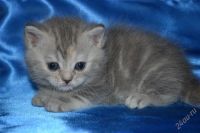 Лот: 2934041. Фото: 2. Шотландские девочки. Животные и уход