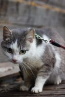 Лот: 5137949. Фото: 7. Коты и кошки стерилизованные