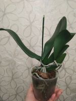 Лот: 18164312. Фото: 5. Орхидея Фаленопсис, отцвела, белая