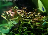 Лот: 6496063. Фото: 2. Людвигия болотная (Ludwigia palustris... Аквариумистика