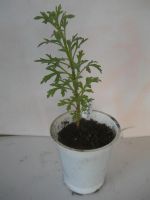 Лот: 3954090. Фото: 2. Хризантема Мультифлора (белая... Семена, рассада, садовые растения