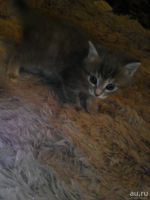 Лот: 12968755. Фото: 2. Котёнок. Животные и уход