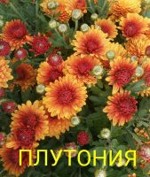 Лот: 7344338. Фото: 2. "Плутония" Хризантем мультифлора. Семена, рассада, садовые растения