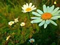 Лот: 14616208. Фото: 3. Земельный участок в Емельяновском... Недвижимость