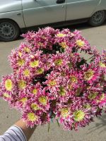 Лот: 9560072. Фото: 2. Букет из 15 хризантем. Растения и животные