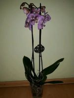 Лот: 12261803. Фото: 2. Орхидея. Комнатные растения и уход