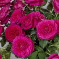 Лот: 15206147. Фото: 2. Роза Иоганн Вольфганг фон Гете... Семена, рассада, садовые растения