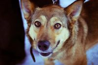 Лот: 1881794. Фото: 3. красивые собаки с приюта отдаются... Растения и животные