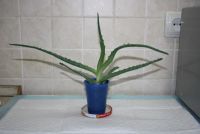 Лот: 4350407. Фото: 4. Алое (алоэ) древовидный 1. Красноярск