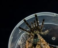 Лот: 12954087. Фото: 3. Паук птицеед Ephebopus murinus... Растения и животные