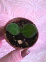 Лот: 1705557. Фото: 2. Глоксиния Брокада Roses - детка... Комнатные растения и уход